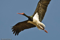 Schwarzstorch  - Zum Vergroessern klicken!